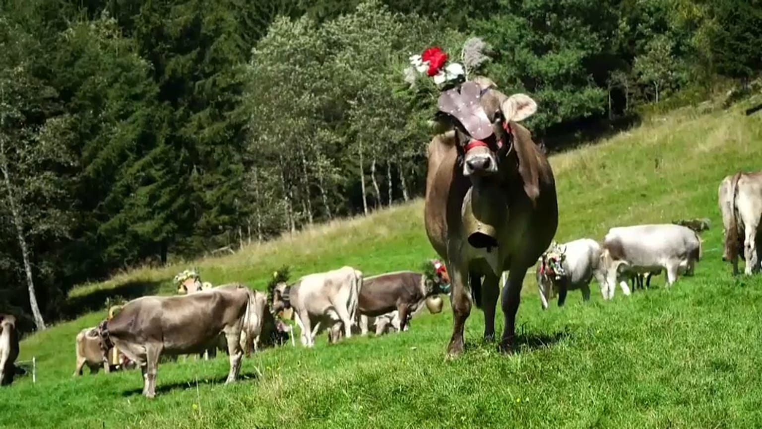 Ünneplik, hogy hazavonul a csorda