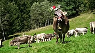 Ünneplik, hogy hazavonul a csorda