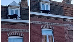 Immaginatevi di aprire la finestra e trovarvi di fronte una pantera