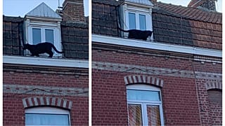 Immaginatevi di aprire la finestra e trovarvi di fronte una pantera
