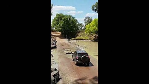 Vehicle stopped in its tracks by crocodiles lying in the road