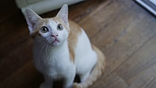 kedi
