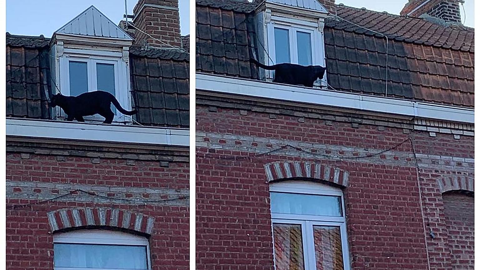 Black panther spotted prowling rooftops in northern France