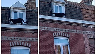 Black panther spotted prowling rooftops in northern France
