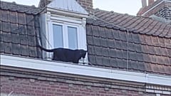 L'étonnante histoire de la panthère noire qui rôdait sur un toit, en France