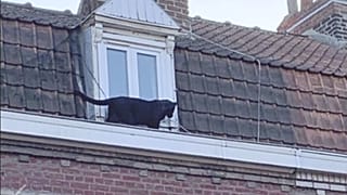 L'étonnante histoire de la panthère noire qui rôdait sur un toit, en France