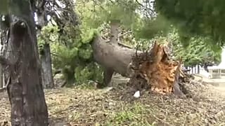 Japánban rombol a Tapa