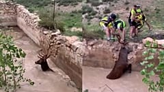 So rettet man einen Hirsch aus einem Wasserbecken