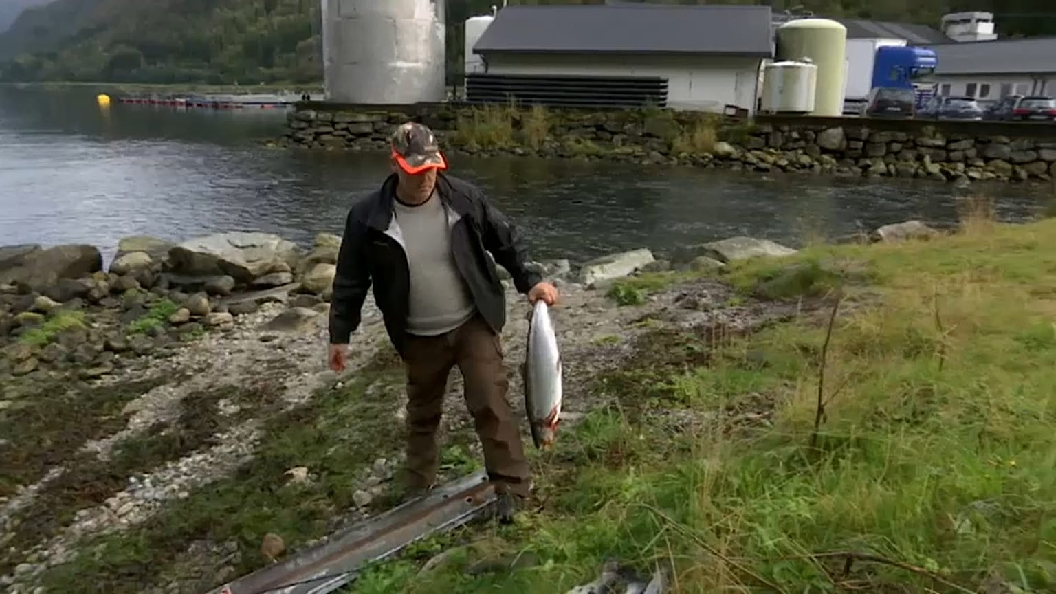 Norvegia: fughe di salmoni d'allevamento, a rischio le specie selvatiche