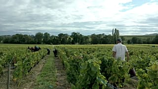 Fransa: Ünlü Beaujolais bağlarında Bulgar işçilerin köle gibi çalıştırıldığı iddiası