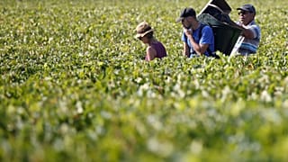 Tráfico humano e trabalho ilegal nas vindimas em França