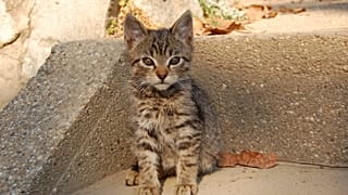 A macskák kötődése az emberhez a csemete és gondozója kapcsolatának adaptálását mutathatja