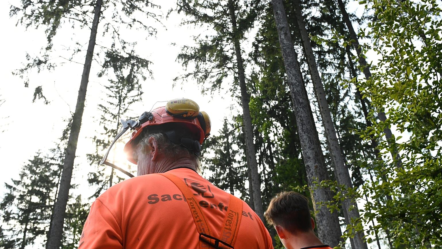 800 Millionen Euro für die Rettung deutscher Wälder