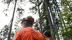 800 Millionen Euro für die Rettung deutscher Wälder