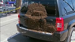 Австралия: пчелиный переполох 