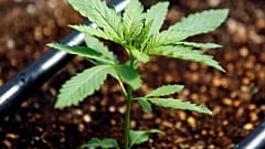 Legalizálták a kannabiszt az ausztrál fővárosban