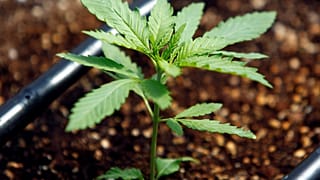 Legalizálták a kannabiszt az ausztrál fővárosban