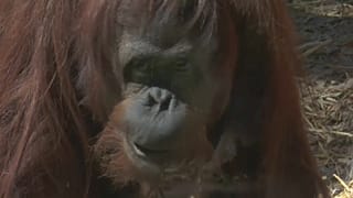 Sandra, la oraguntana persona, viaja a Florida 