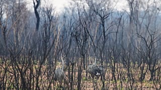 La forêt de Bolivie vidée de sa faune : 2,3 millions d'animaux calcinés