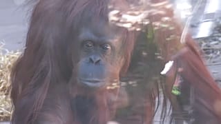 Orang-Utan-Dame Sandra hinter dickem Glas in ihrem Gehege in Buenos Aires