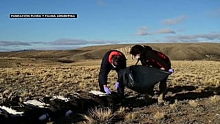 نفوق نسور مفترسة في الأرجنتين.. تعرّف على السبب