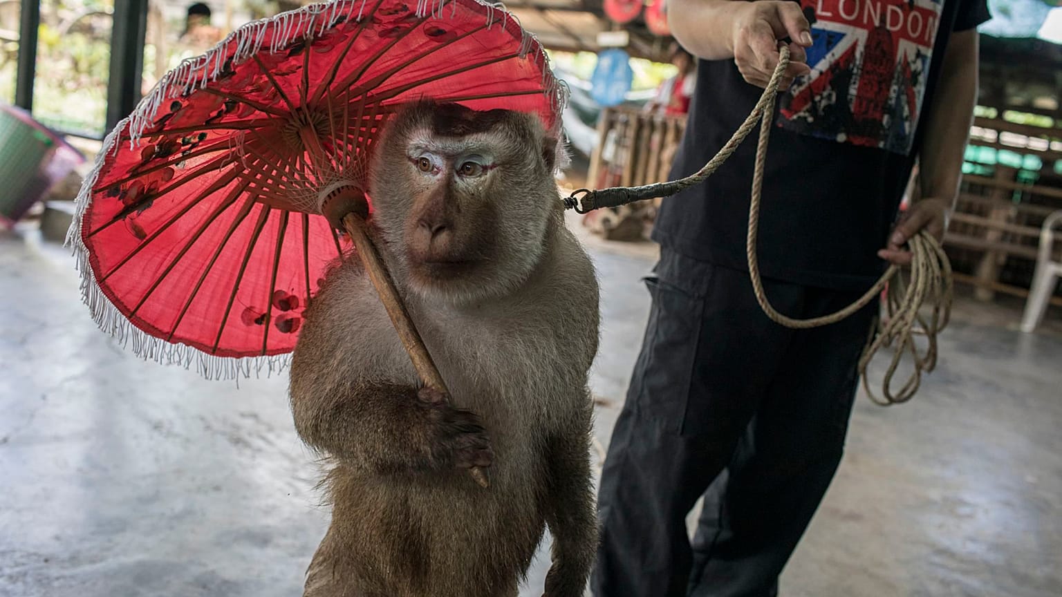 A macaque giving one of many daily performances. When the monkeys are not performing, they are kept in tiny individual cages