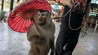 A macaque giving one of many daily performances. When the monkeys are not performing, they are kept in tiny individual cages