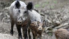 African swine fever detected in Hungarian wild boars