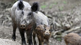 African swine fever detected in Hungarian wild boars