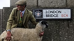 800 Jahre Tradition: Schaftreiben in London