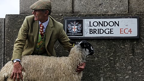 Flock of sheep cross London Bridge in centuries-old tradition