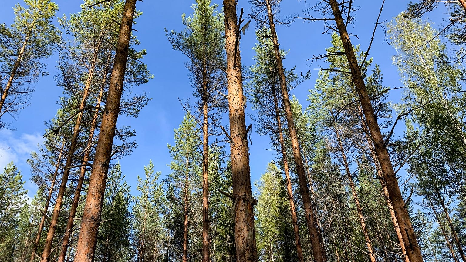 Trees in Finland against a blue sky