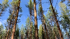 Trees in Finland against a blue sky