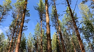 Trees in Finland against a blue sky