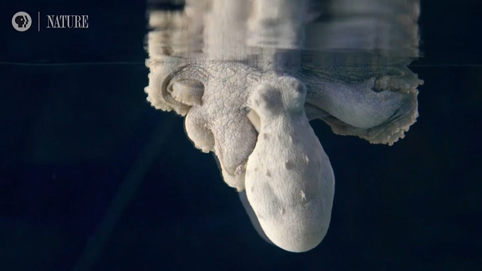 ¿Cuánta belleza cabe en el sueño de un pulpo?