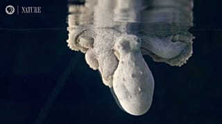 ¿Cuánta belleza cabe en el sueño de un pulpo?