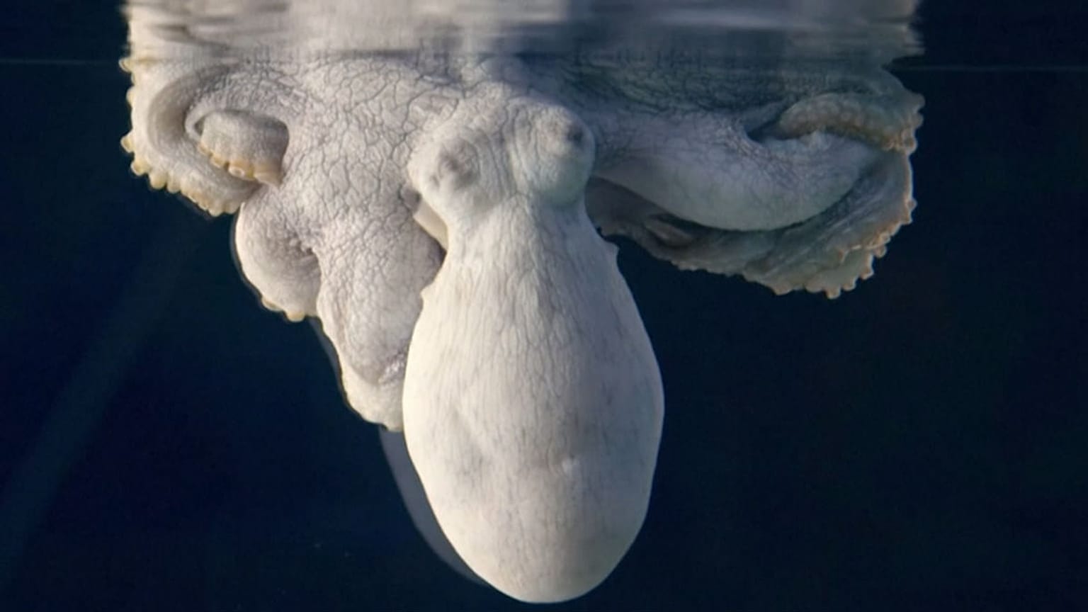 تصویر از ویدیوی رویترز "Nature on PBS / Passion Planet Ltd"