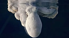 تصویر از ویدیوی رویترز "Nature on PBS / Passion Planet Ltd"