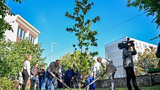 Ámbrafát ültetnek el a Szent László Görögkatolikus Gimnázium udvarán