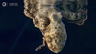 Ist dieser Oktopus gerade am Träumen?