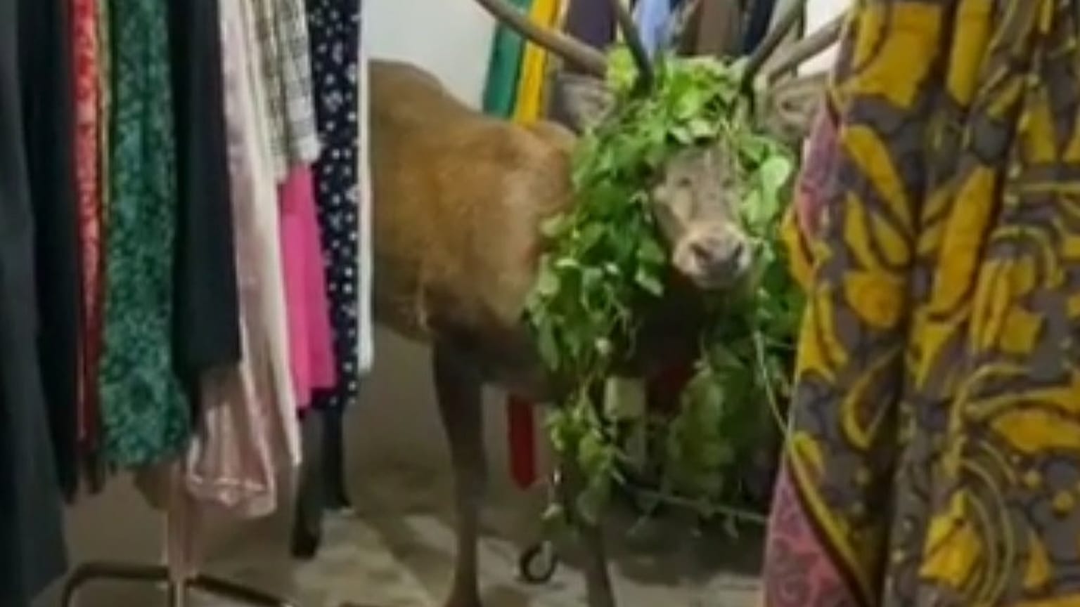 Hirsch im Kleiderladen: Aufregung und unglaubliche Bilder in Cortina