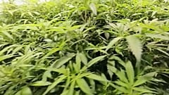 Cannabis, i coffee shop in California. Come stanno le cose in Europa?