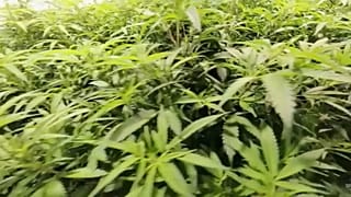 Cannabis, i coffee shop in California. Come stanno le cose in Europa?