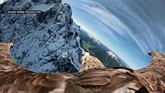 Victor, un aigle contre la fonte des glaciers