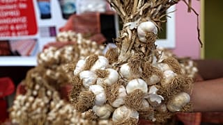 Türkiye'nin önemli sarımsak üretim merkezlerinden Taşköprü 