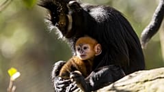 Avustralya'da bir hayvanat bahçesinde soyu tükenmekte olan Langur cinsi bir kızıl maymun doğdu