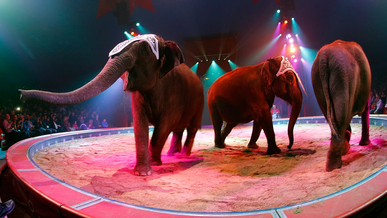 FILE PHOTO: Elephants perform during a rehearsal for new show of Swiss National-Circus Knie in Rapperswil