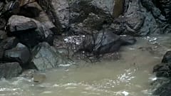 La caduta dei giganti. Sei elefanti morti in una cascata thailandese