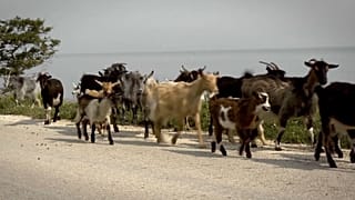 Σαμοθράκη: Η απειλή από τα κατσίκια