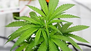 أستراليا تخصص 3 ملايين دولار للأبحاث المتعلقة باستخدام القنب الهندي الطبي
